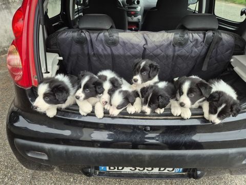 Chiots border-collie lof 950 38150 Salaise-sur-sanne