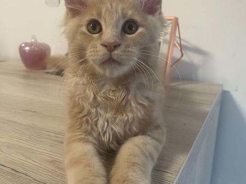 Chaton Maine Coon LOOF 1000 59163 Condé-sur-l'escaut