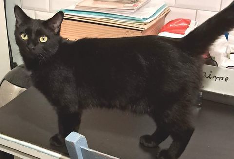 AZIA tr&egrave;s jolie chatte noire 0 64200 Biarritz