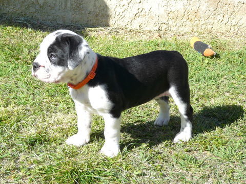 CHIOTS BULLDOG CONTINENTAL  1500 30000 N�mes