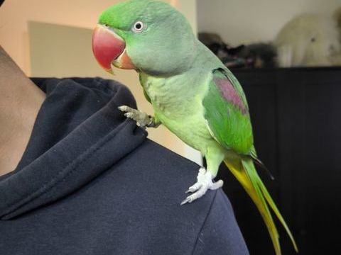 M&acirc;le Grand Alexandre EAM 2024 350 59310 Orchies