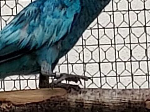 perruche 28 0 44540 Bonnuvre