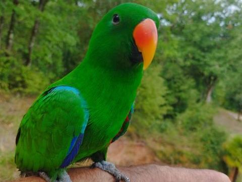 Perroquet Eclectus Roratus  1500 46200 Souillac