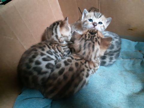 Magnifique chaton Bengal LOOF 500 31530 Lévignac