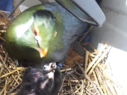 touraco 250 85500 Beaurepaire