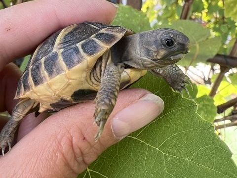 Tortue de Terre 70 91620 La ville-du-bois