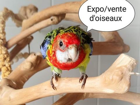 Expo d'oiseaux le 4 Avril 0 29200 Brest