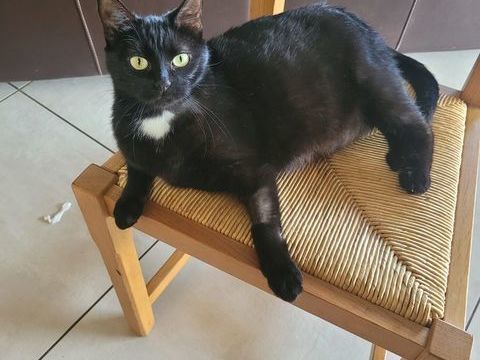 &Agrave; donner gentille minette de 3 ans 0 07270 Saint-prix