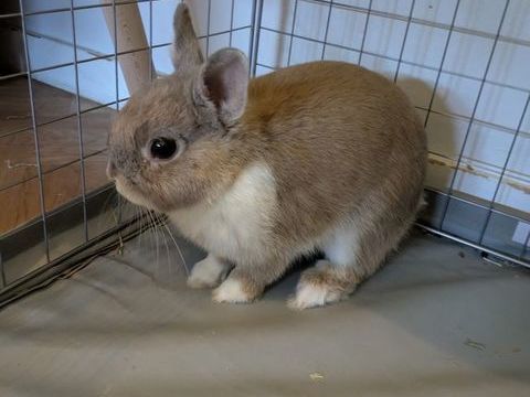 BULLE, adorable lapereau nain &agrave; adopter via l'association UMA 80 44710 Port-saint-p�re