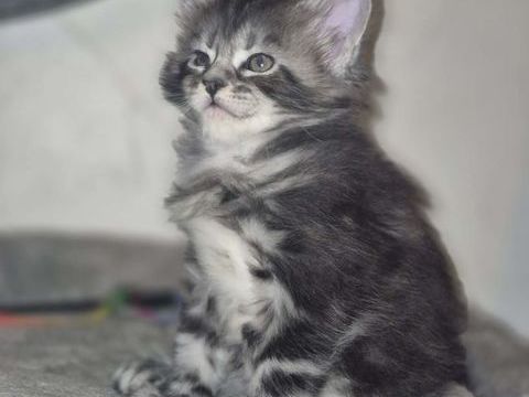 Maine coon polydactyle loof 1700 54000 Nancy