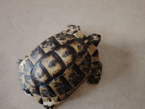 Tortue de terre adulte 7Ans 8000 Grenoble 200 
