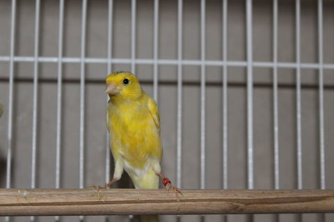 Canari Male Raza 35 42100 Saint-etienne