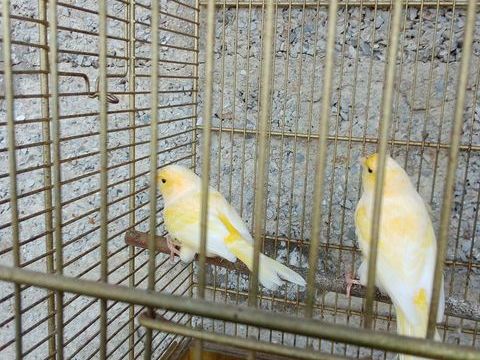 Serins jaune et gris 2025 perruches 2025 15 53240 Saint-jean-sur-mayenne