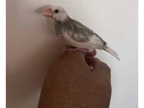 moineau de java eam 90 93200 Saint-denis