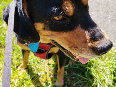 Je donne ma chienne pour raison de sant&eacute; 0 33650 Cabanac-et-villagrains