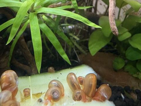 Planorbes escargots eau douce 2 13014 Marseille