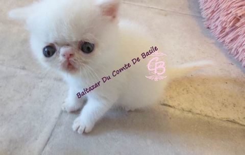 British shorthair 660 10700 Trouans