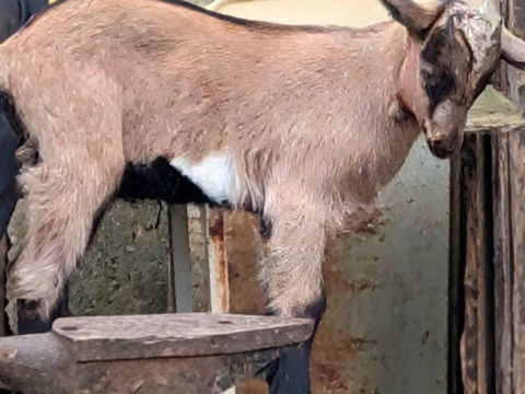 Cabris 90 13170 Les pennes-mirabeau