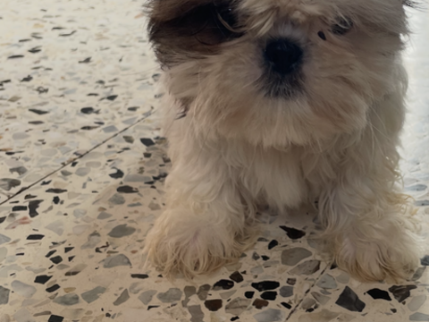 Chiot type shih tzu 800 30100 Al�s