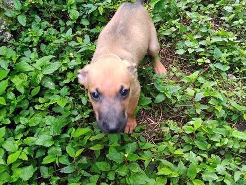 Chester, m&acirc;le X crois&eacute; n&eacute; le 21/09/2025 300 33000 Bordeaux