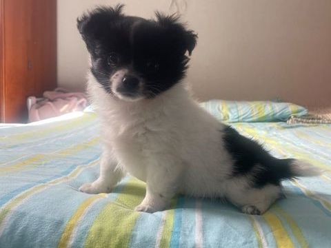 chiot chihuahua &agrave; poils longs 750 27170 Le plessis-sainte-opportune