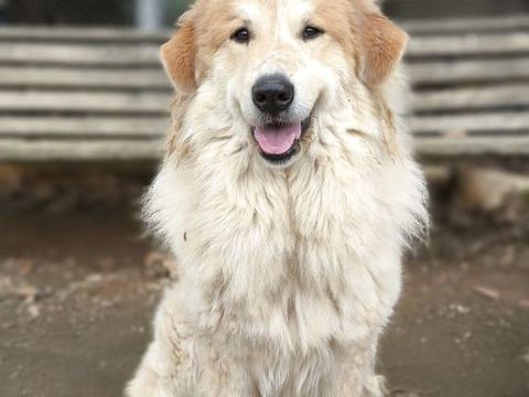 Montagne des Pyr&eacute;n&eacute;es dit patou 400 34130 Lansargues