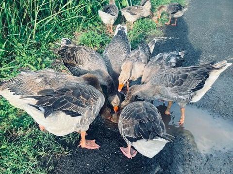 Oies grises cendrées 100 97122 Baie-mahault