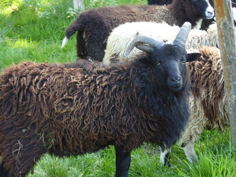 B&eacute;lier Manx 80 35190 Miniac-sous-b�cherel