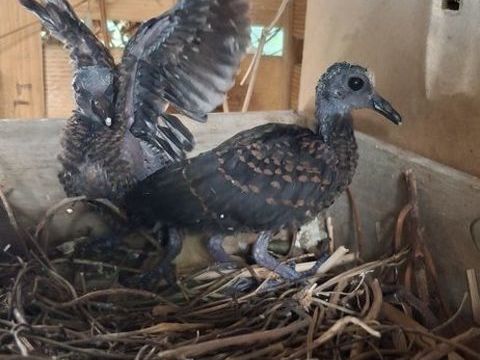 Jeune turvert 60 91120 Palaiseau