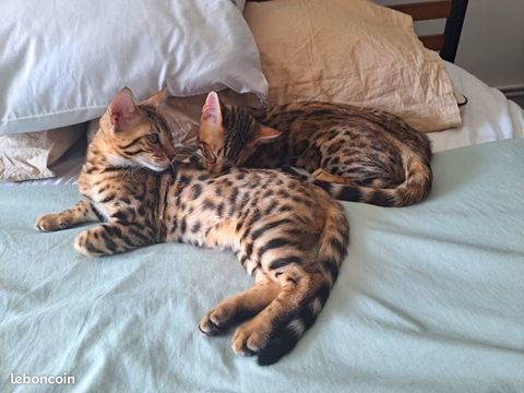 Deux magnifiques chatons Bengal m&acirc;les Brown Tabby Spotted 1500 59320 Ennetières-en-weppes