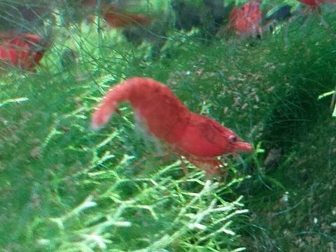 Crevette Red Fire. 1 67390 Marckolsheim