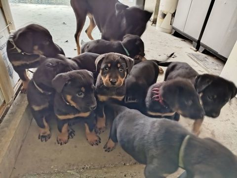Beauceron 550 50750 Quibou