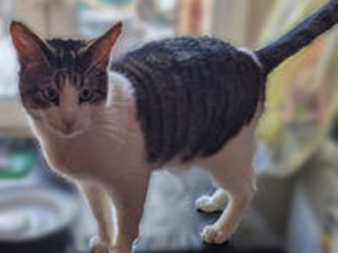 BERNARD CHAT TIGRE BLANC 3 ANS 1/2 195 92260 Fontenay-aux-roses
