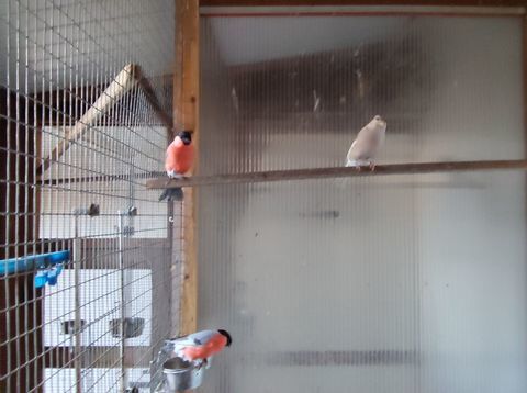 Femelle bouvreuil 1009 46400 Saint-c�r�