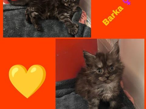 Maine coon LOOF 1650 77460 Souppes-sur-loing