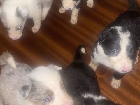 Border Collie bleu merle  500 45200 Montargis