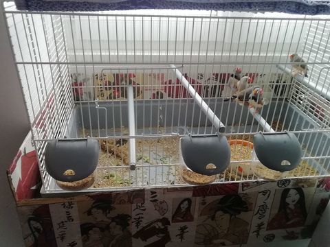 Oiseaux diamant mandarin 5 53400 Craon