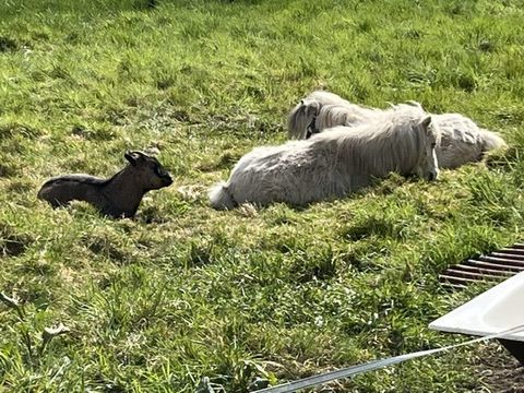 2 males blancs 1 seul est d&eacute;bourr&eacute; secteur Lure 70 500 70310 La longine