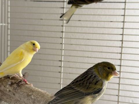 Couple de canari 50 93330 Neuilly-sur-marne