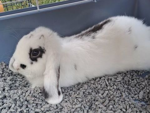 lapin B&eacute;lier nain 50 21240 Talant