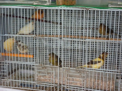 CANARIES MALES DE L ANNEE 15 64990 Saint-pierre-d'irube