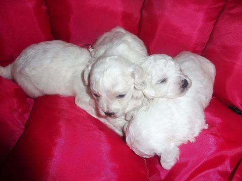 A RESERVER CHOTS BICHON FRISE 800 64110 Rontignon