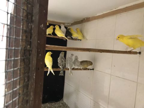 Canaris jaunes 30 31600 Muret