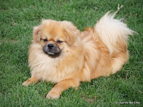 Epagneul tib&eacute;tain femelle 5 ans 450 27500 Bourneville