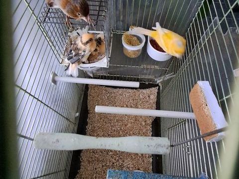 Canaris 25 33240 P�rissac