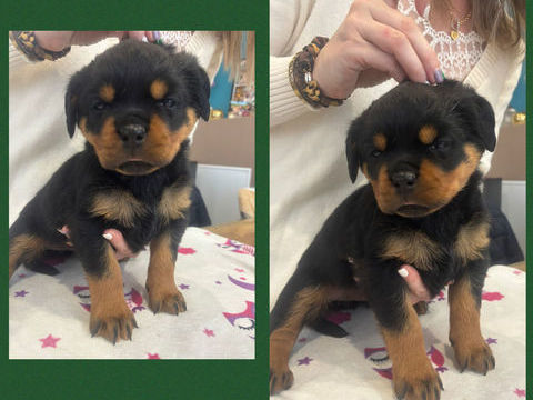 Chiot Rottweiler LOF 1500 24100 Bergerac