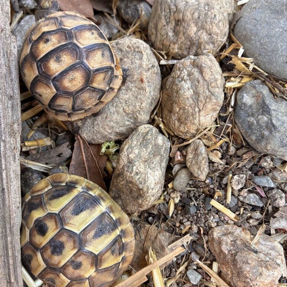   Bébés tortues  