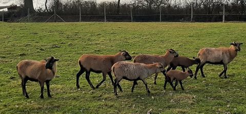  moutons du cameroun 90 49610 Soulaines-sur-aubance