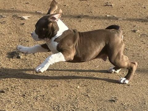 American bully XL 850 03250 Ch�tel-montagne