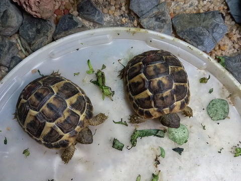 Jeunes testudo  75 91260 Juvisy-sur-orge